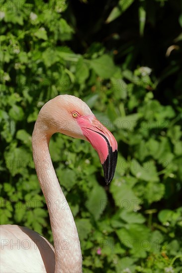 Pink flamingo