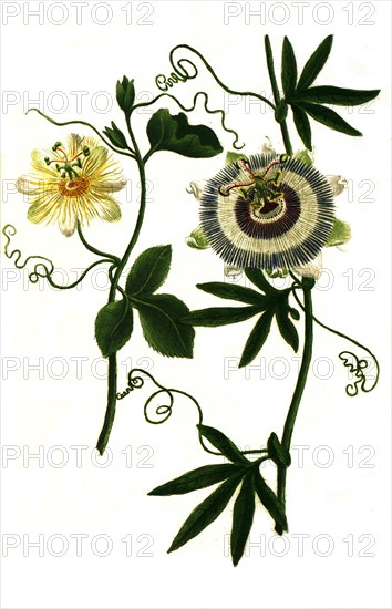 Passion flower