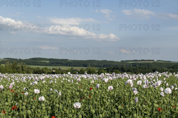 Field with Waldviertel grey poppy