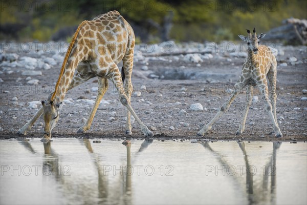 Two angolan giraffes