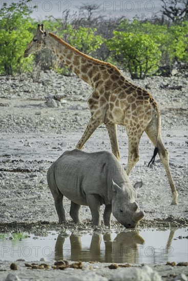 Black rhinoceros