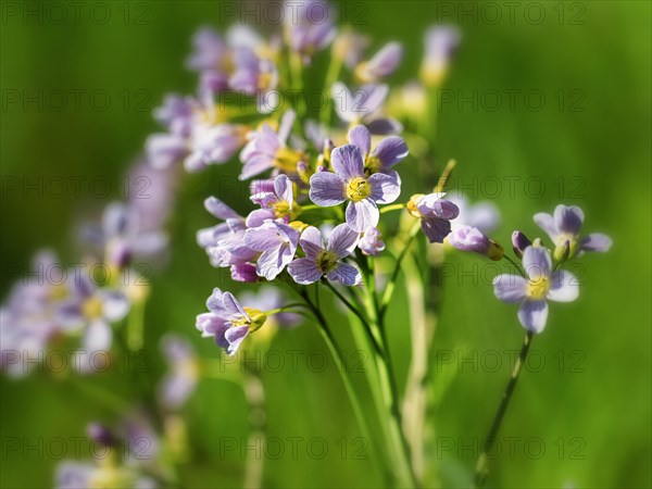 Cuckoo flower