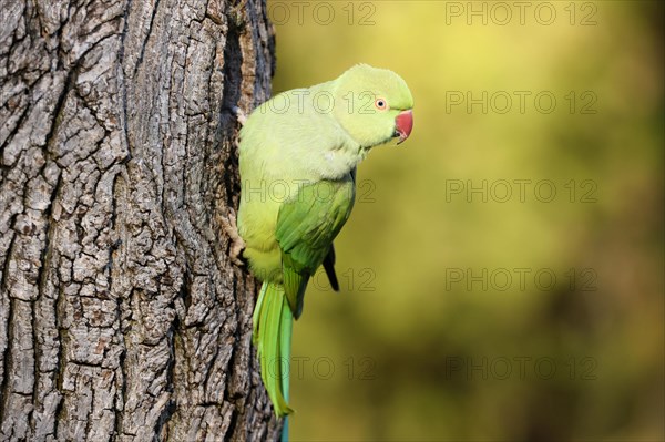 Rose-ringed parakeet