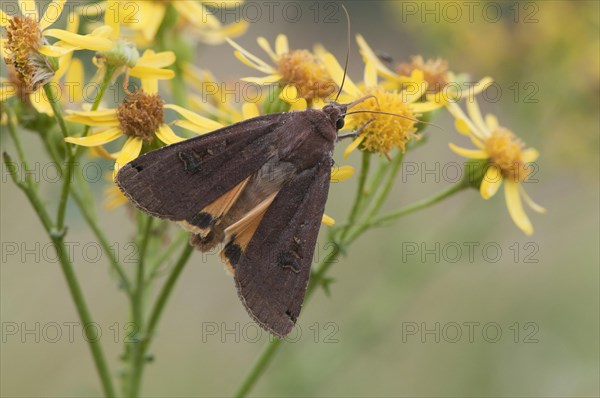 Lesser broad-bordered yellow underwing