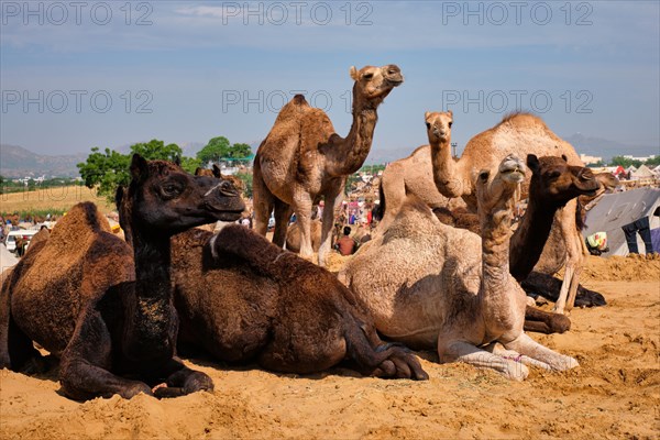 Camels at Pushkar Mela Pushkar Camel Fair famous tourist attraction in Pushkar