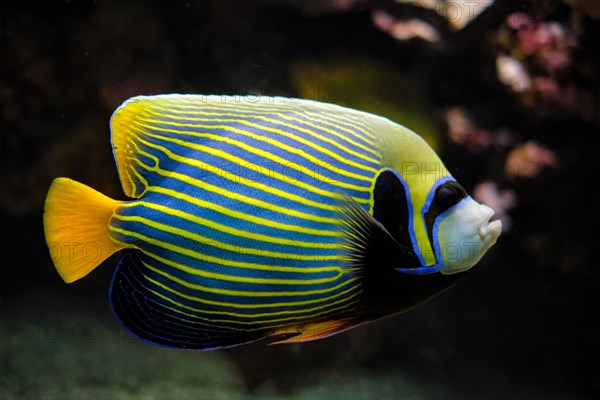 Emperor angelfish