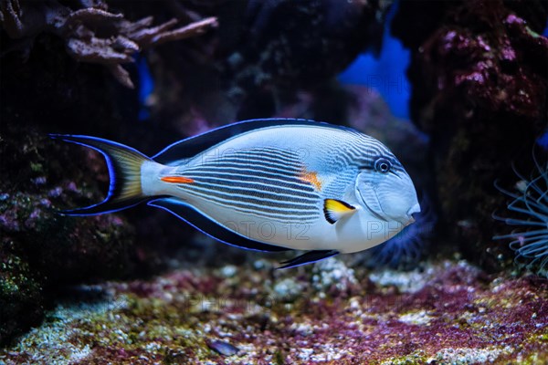 Colorful tropical fish Sohal Surgeonfish