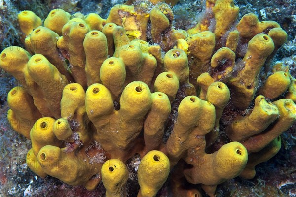 Yellow tube sponge