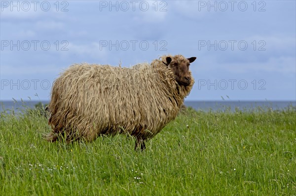 Norwegian sheep on the dike