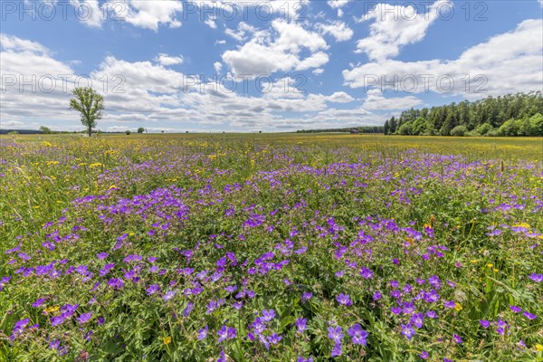Nature reserve of Rotenbach meadows in High Black Forest. Friedenweiler