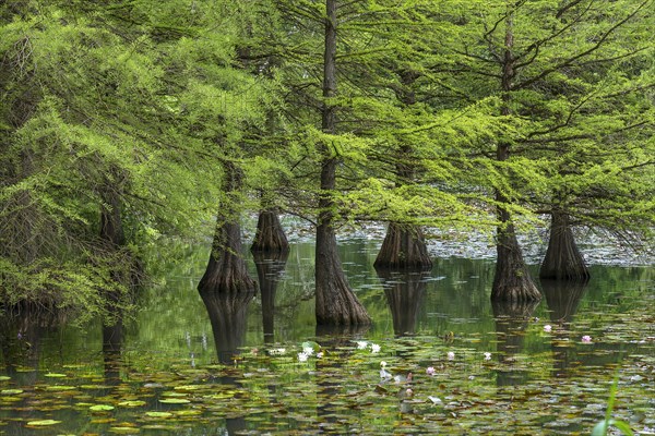 Bald cypress