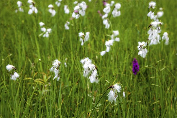 Broad-leaved cotton grass