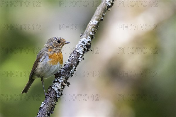 European robin