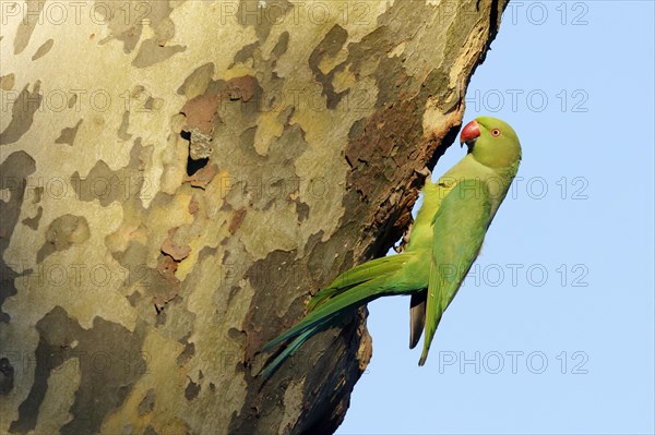 Rose-ringed parakeet
