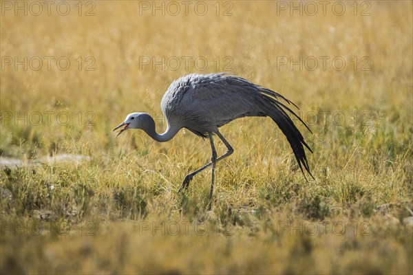 Paradise crane