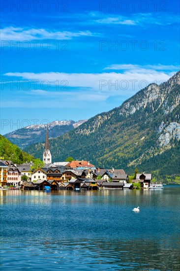 Swan in lake against Hallstatt village on Hallstatter See in Austrian alps. Salzkammergut region