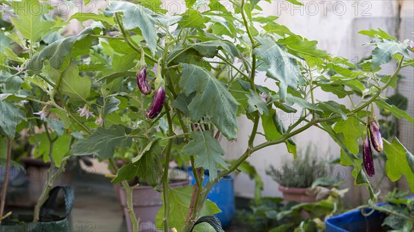 Japanese eggplant