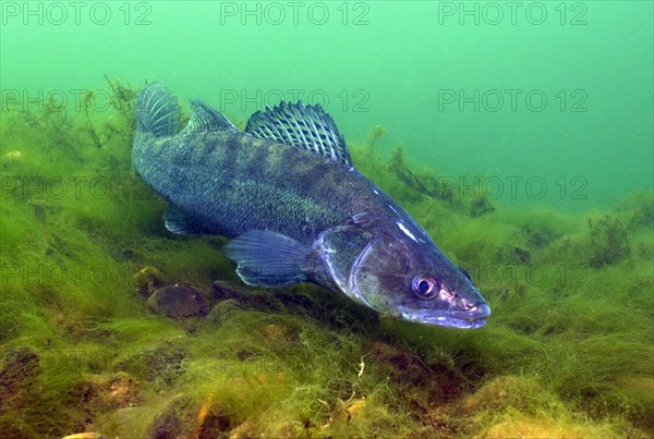 Weibliches Tier von Zander