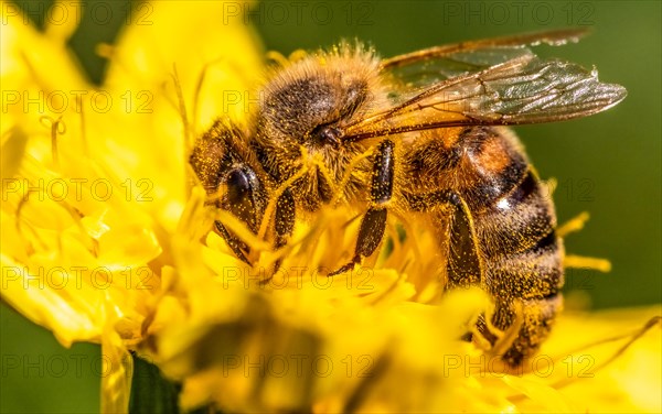 Detail closeup of honeybee