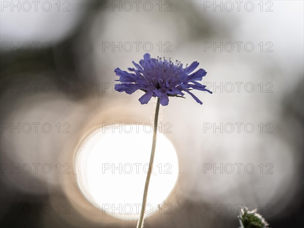 Field scabious