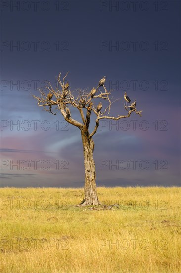Withered tree with various vulture species in front of a thunderstorm front