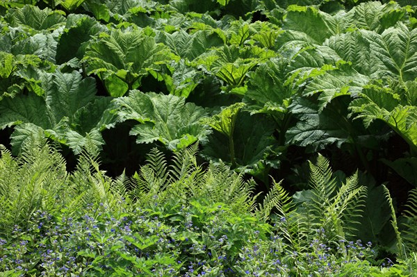 Gunnera