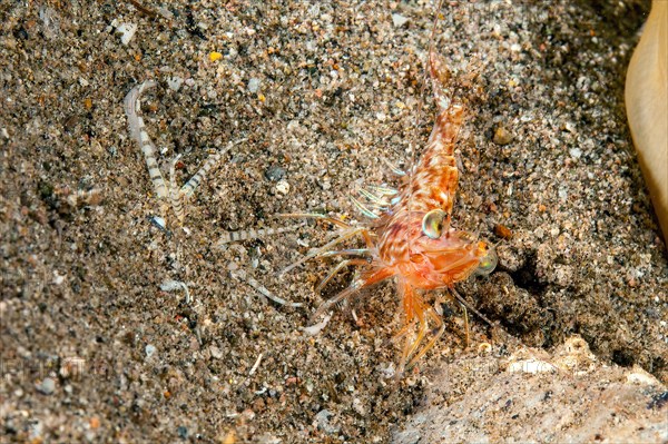 Bobbit worm