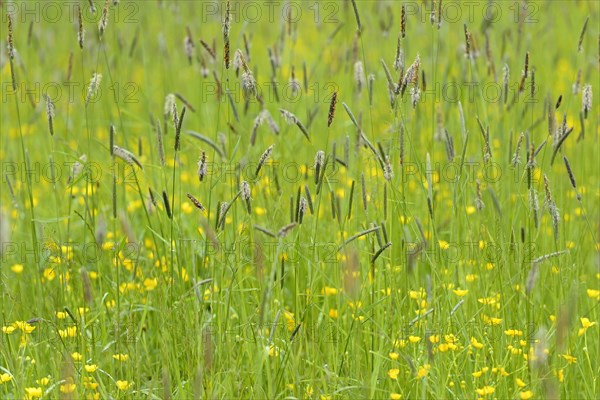 Meadow with buttercup