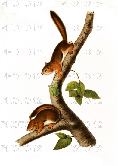 Columbian ground squirrel