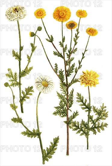 Chrysanthemum mayweed