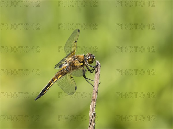 Four-spotted damselfly