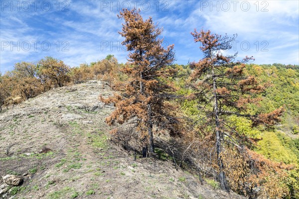 Burnt trees in the Ligurian Mountains near Triora