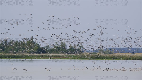 Flock of greylag geese