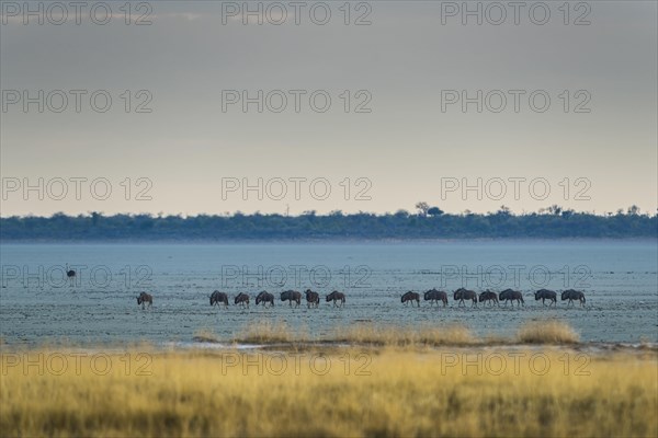 Blue wildebeest