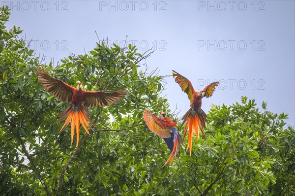 Scarlet macaws