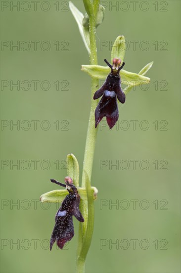 Fly orchid