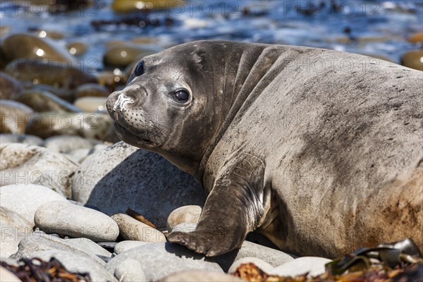 Suedlicher See-Elefant