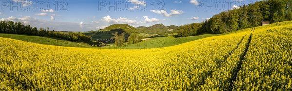 Rape field and forest hut in spring