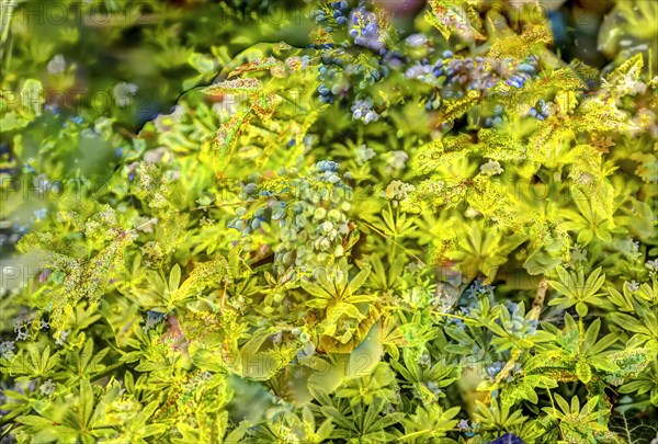 Leaves and berries