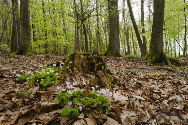 Wood sorrel