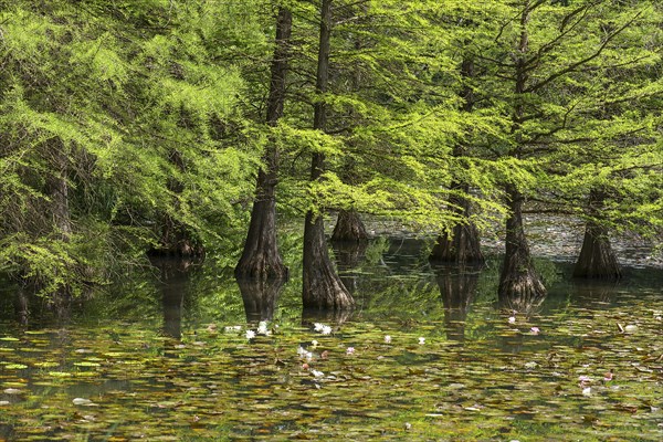 Bald cypress