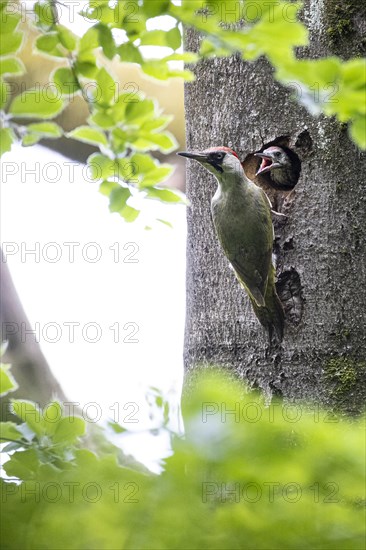 European green woodpecker