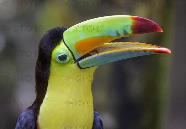 Keel-billed toucan