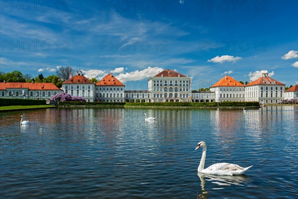 Swan in pond in front of the Nymphenburg Palace. Munich