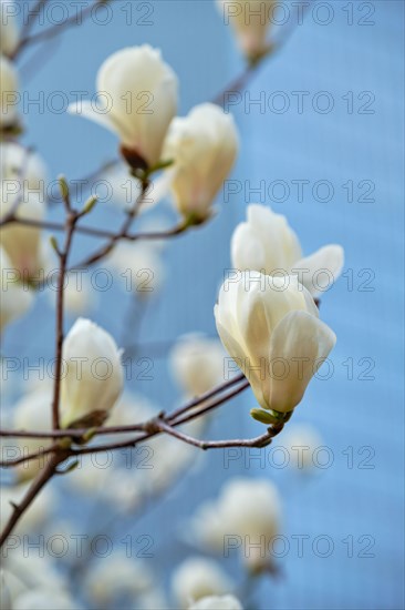 Blooming flower blossoms flowers in Yeouido Park public park in Seoul