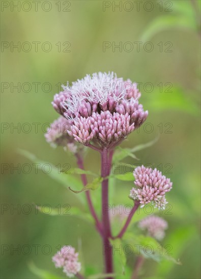 Hemp agrimony