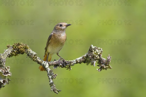 Redstart