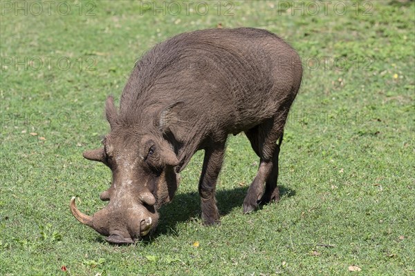 Common warthog