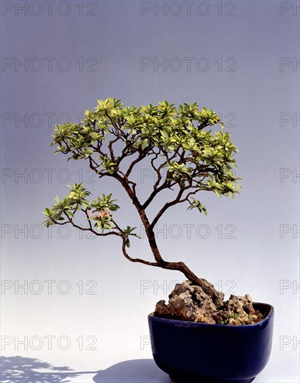 Bonsai Ixora Stricta Style: Slanting