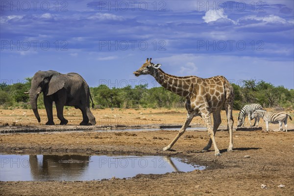 Angolan giraffe